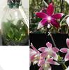 Phal. speciosa Red x speciosa Rose